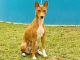 Basenji - z CHS Chanzo Cha Nile